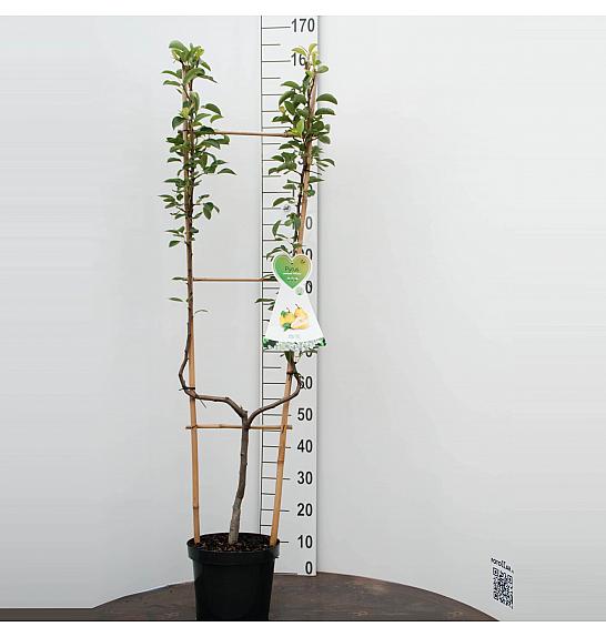 Pyrus communis Doyenné du Comice C7,5 Lit. 140-160 cm U forma