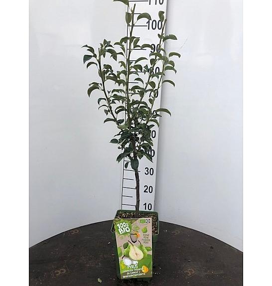 Pyrus communis Doyenné du Comice C5 Lit. 80-100 cm BIO