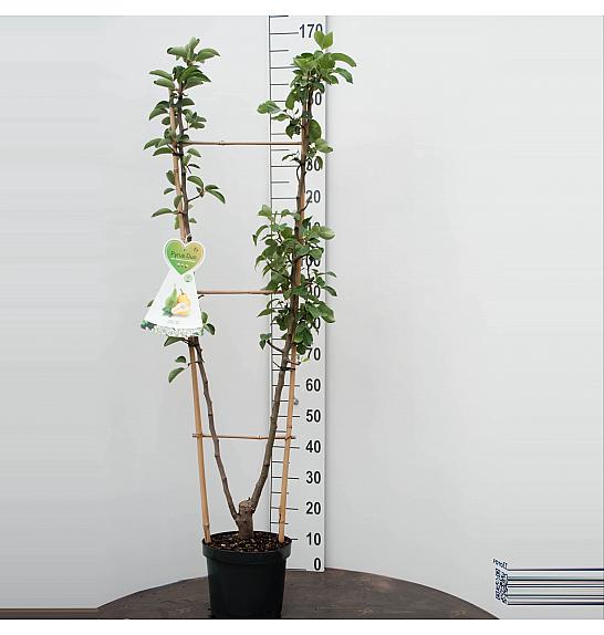 Pyrus communis Conference x Williams C7,5 Lit. 140-160 cm Duo