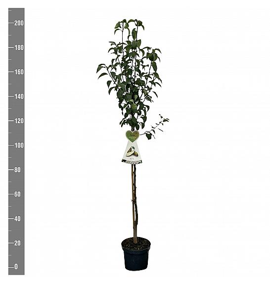 Pyrus communis Conference C7,5 Lit. 175-200 cm Na steblu 100 cm