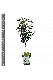 Pyrus communis Condo C5 Lit. 80-100 cm Patio