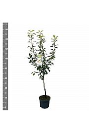 Pyrus communis Clapps Favourite C7,5 Lit. 125-150 cm