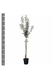 Pyrus communis Charneux C7,5 Lit. 175-200 cm Na steblu 100 cm