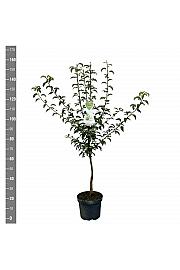 Pyrus communis Charneux C7,5 Lit. 125-150 cm