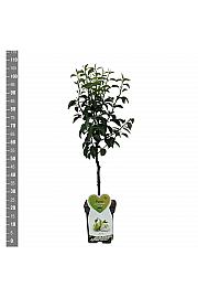 Pyrus communis Charneux C5 Lit. 80-100 cm Patio
