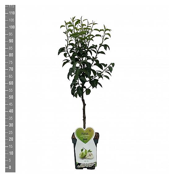 Pyrus communis Charneux C5 Lit. 80-100 cm Patio