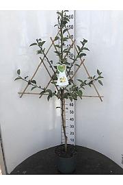 Pyrus communis C7,5 Lit. 150-175 cm Špalir