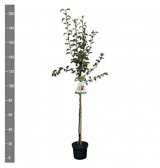 Pyrus communis Bonne Louise dAvranches C7,5 Lit. 175-200 cm Na steblu 100 cm
