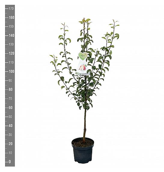 Pyrus communis Bonne Louise dAvranches C7,5 Lit. 125-150 cm