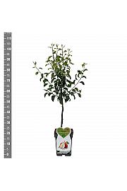 Pyrus communis Bonne Louise dAvranches C5 Lit. 80-100 cm Patio