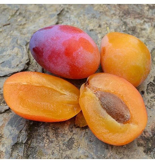 Prunus syriaca Aprimira C5 Lit. 100-125 cm