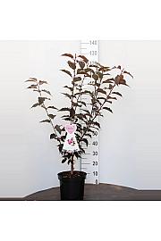 Prunus serulata Royal Burgundy C7,5 Lit. 80-100 cm