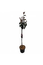 Prunus serulata Kanzan C5 Lit. 60-80 cm