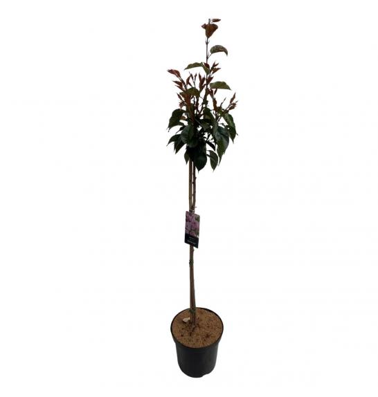 Prunus serulata Kanzan C5 Lit. 60-80 cm