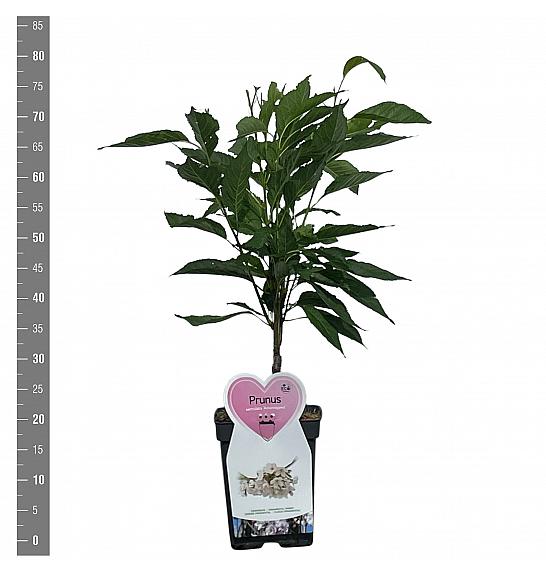 Prunus serulata Amanogawa C5 Lit. 60-80 cm