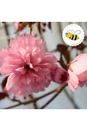 Prunus serrulata Royal Burgundy C5 Lit. Na steblu 50 cm