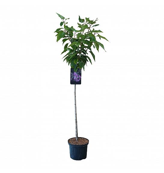 Prunus serrulata Kanzan C7,5 Lit. Na steblu 120 cm, 2 leti