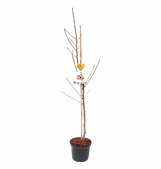 Prunus persica Suncrest C7,5 Lit. 125-150 cm