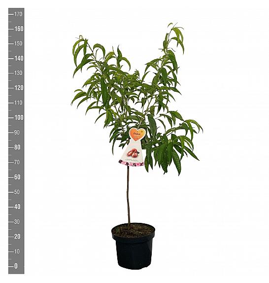 Prunus persica Saturn C7,5 Lit. 125-150 cm