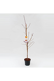 Prunus persica Saturn C7,5 Lit. 125-150 cm