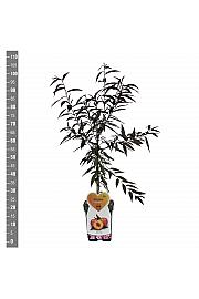Prunus persica Rubira C5 Lit. 80-100 cm Patio