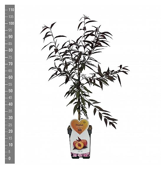Prunus persica Rubira C5 Lit. 80-100 cm Patio