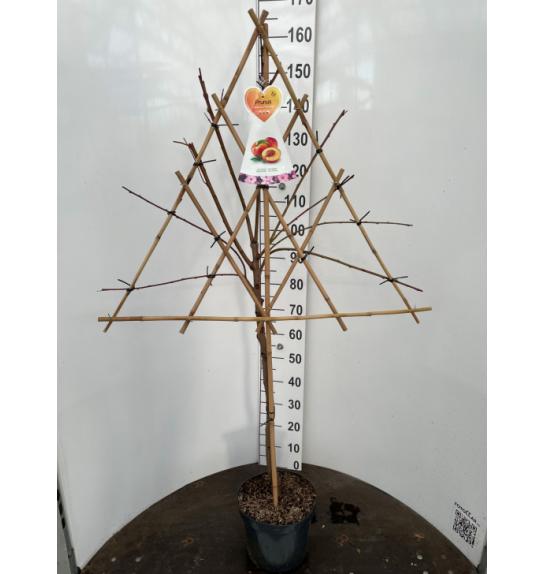 Prunus nucipersica Nectarine C7,5 Lit. 150-175 cm Špalir