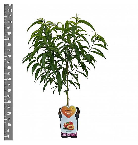 Prunus nucipersica Flavortop C5 Lit. 80-100 cm Patio