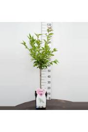 Prunus nipponica Brillant C5 Lit. Na steblu 50 cm