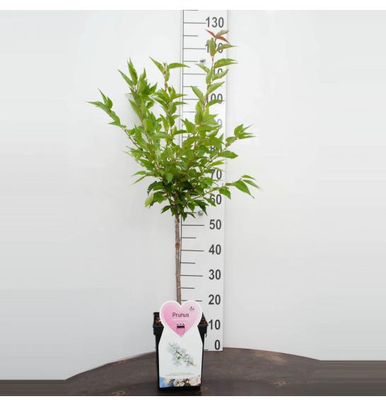 Prunus nipponica Brillant C5 Lit. Na steblu 50 cm