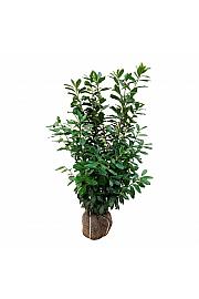 Prunus laurocerasus Novita bala 125-150 cm