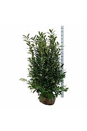 Prunus laurocerasus Herbergii bala 125-150 extra