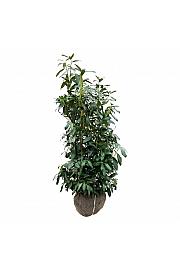 Prunus laurocerasus Herbergii bala 100-125 cm extra