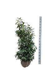 Prunus laurocerasus Herbergii bala 100-125 cm extra