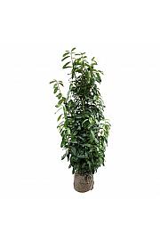 Prunus laurocerasus Genolia ® bala 125-150 cm