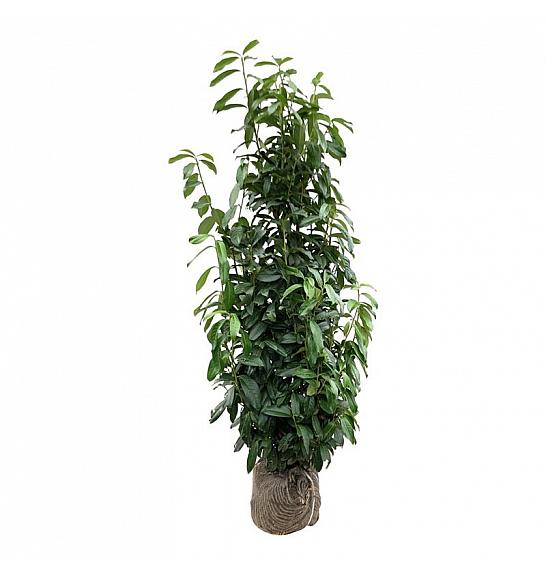 Prunus laurocerasus Genolia ® bala 125-150 cm