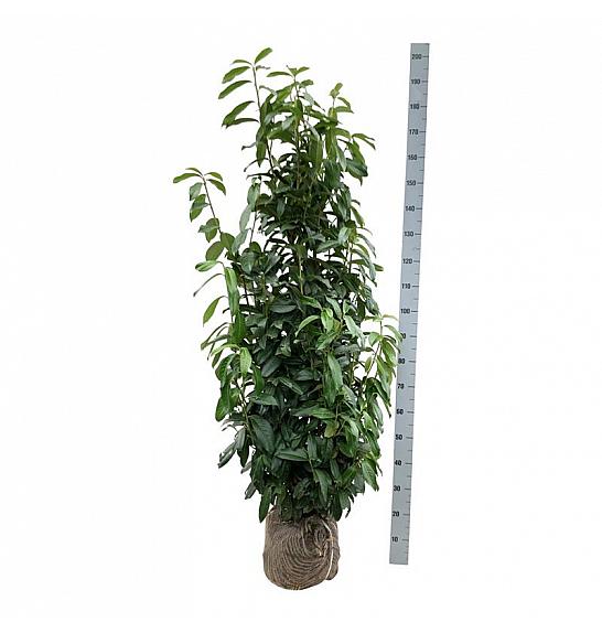 Prunus laurocerasus Genolia ® bala 125-150 cm