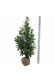 Prunus laurocerasus Caucasica bala 125-150 cm