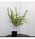 Prunus incisa Cunera C7,5 Lit. 80-100 cm