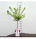 Prunus incisa Cunera C5 Lit. 80-100 cm Na steblu 50 cm