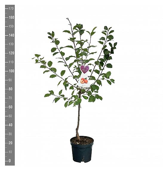 Prunus domestica Victoria C7,5 Lit. 175-200 cm Na steblu 100 cm