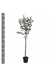 Prunus domestica The Czar C7,5 Lit. 175-200 cm Na steblu 100 cm