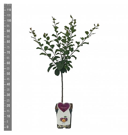 Prunus domestica The Czar C5 Lit. 80-100 cm Patio
