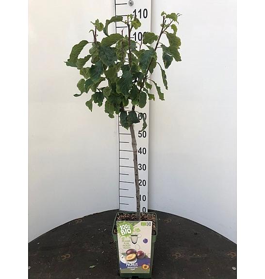 Prunus domestica The Czar C5 Lit. 80-100 cm BIO