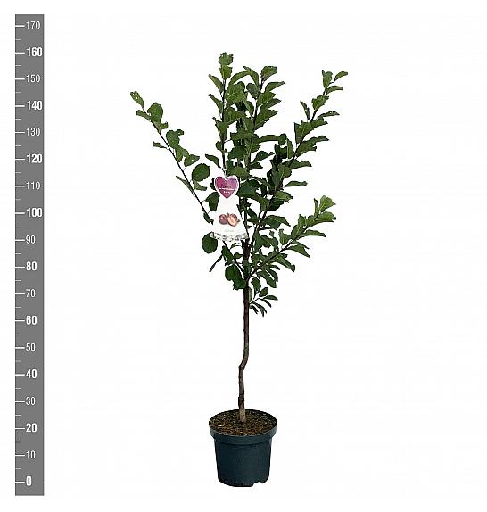 Prunus domestica Reine Claude dAlthan C7,5 Lit. 125-150 cm