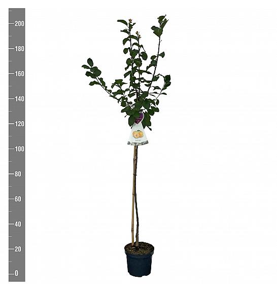 Prunus domestica Reine Claude dOullins C7,5 Lit. 175-200 cm Na steblu 100 cm