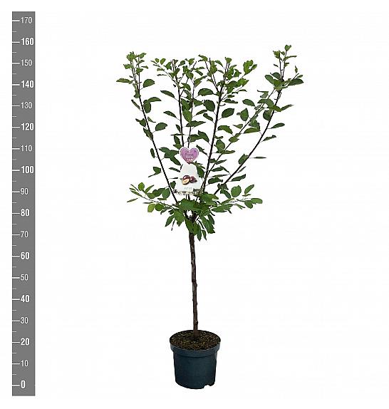 Prunus domestica Opal C7,5 Lit. 125-150 cm