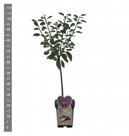 Prunus domestica Opal C5 Lit. 80-100 cm BIO