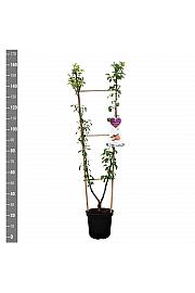 Prunus domestica Opal - Victoria C7,5 Lit. 140-160 cm Duo