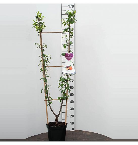 Prunus domestica Opal - Victoria C7,5 Lit. 140-160 cm Duo